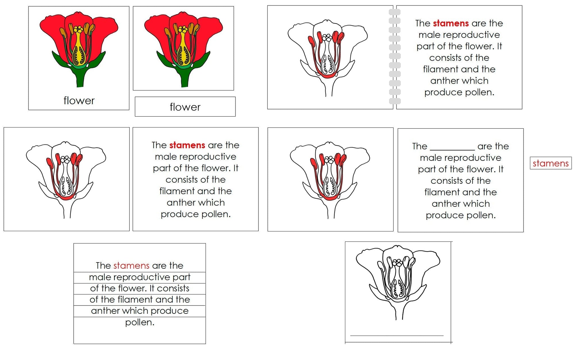 Flower Definition Set - Montessori Print Shop Digital Download nomenclature