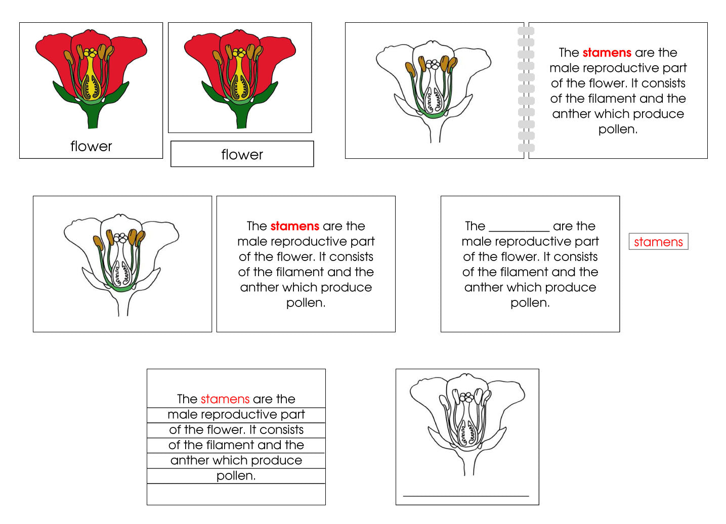 Flower Definition Set - Montessori Print Shop Digital Download nomenclature