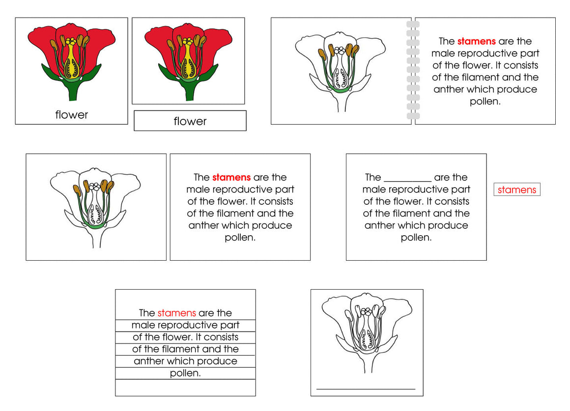 Flower Definition Set - Montessori Print Shop nomenclature