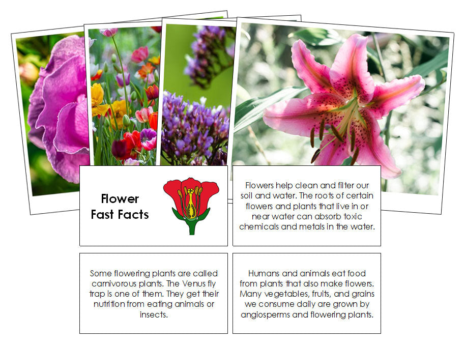 Flower Fast Facts & Pictures - Montessori Print Shop Digital Download