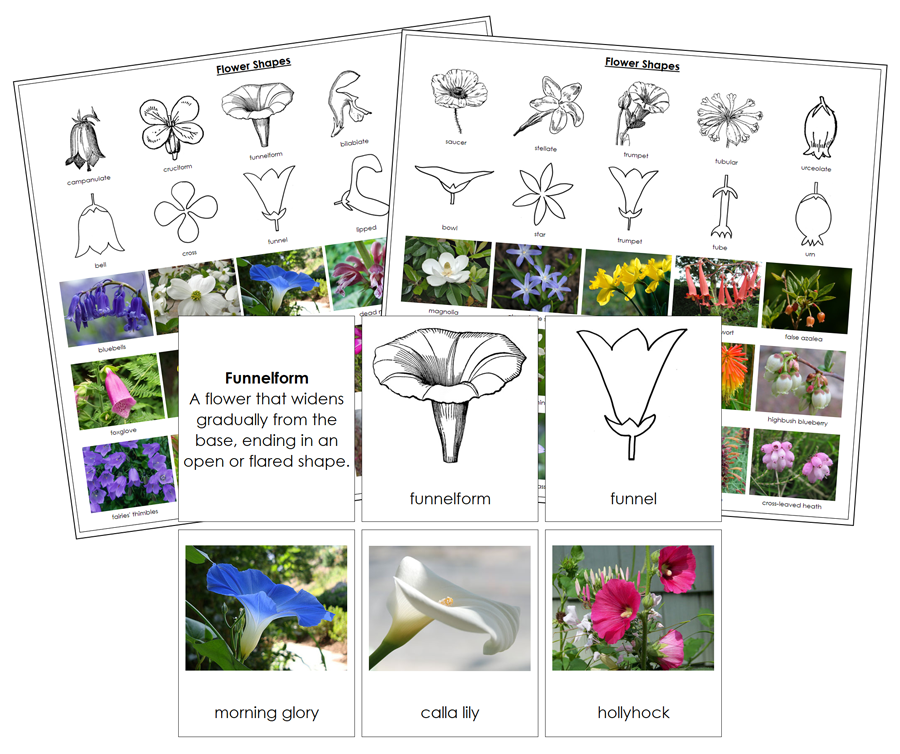 Types of Flower Shapes Sorting Cards & Control Chart - Montessori Print Shop Digital Download