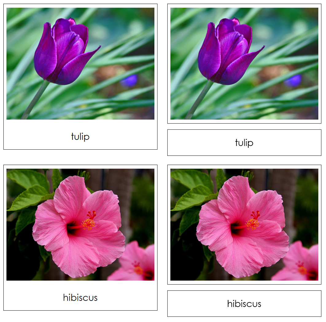 Flowers - Safari Toob Cards - Montessori Print Shop Digital Download