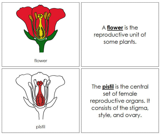 Flower Nomenclature Book (red) - Montessori Print Shop