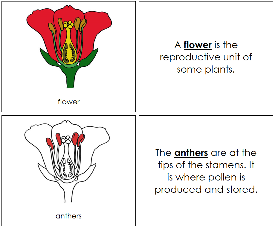 Flower Nomenclature Book (red) - Montessori Print Shop Digital Download