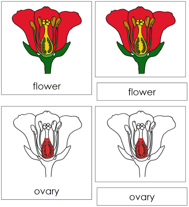 Flower Nomenclature 3-Part Cards (red) - Montessori Print Shop Digital Download