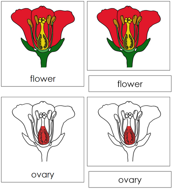 Flower Nomenclature Cards (red) - Montessori Print Shop