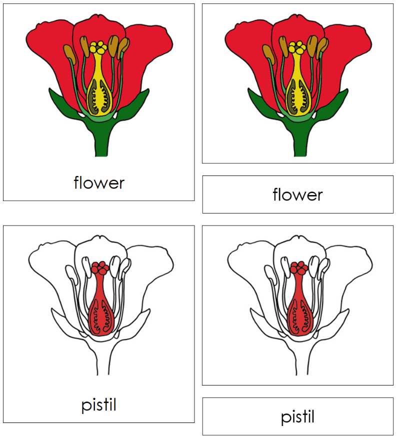 Montessori Flower Nomenclature Cards - Montessori Print Shop Digital Download
