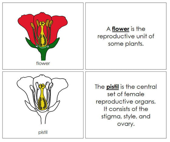 Flower Nomenclature Book - Montessori Print Shop