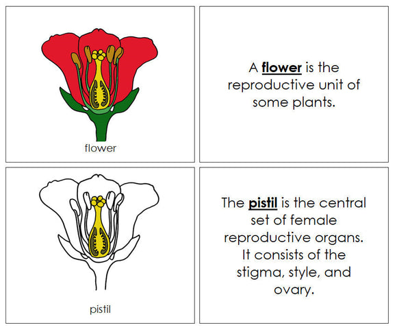 Flower Nomenclature Book - Montessori Print Shop