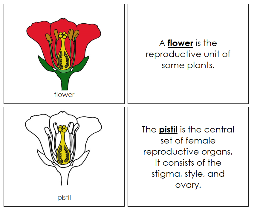 Parts of a Flower Nomenclature Book - Montessori Print Shop