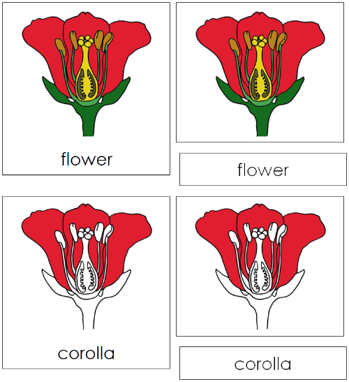 Parts of a Flower Nomenclature Cards and Blackline Master - Montessori Print Shop Digital Download