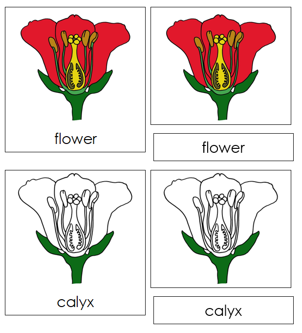 Flower Nomenclature Cards - Montessori Print Shop Digital Download