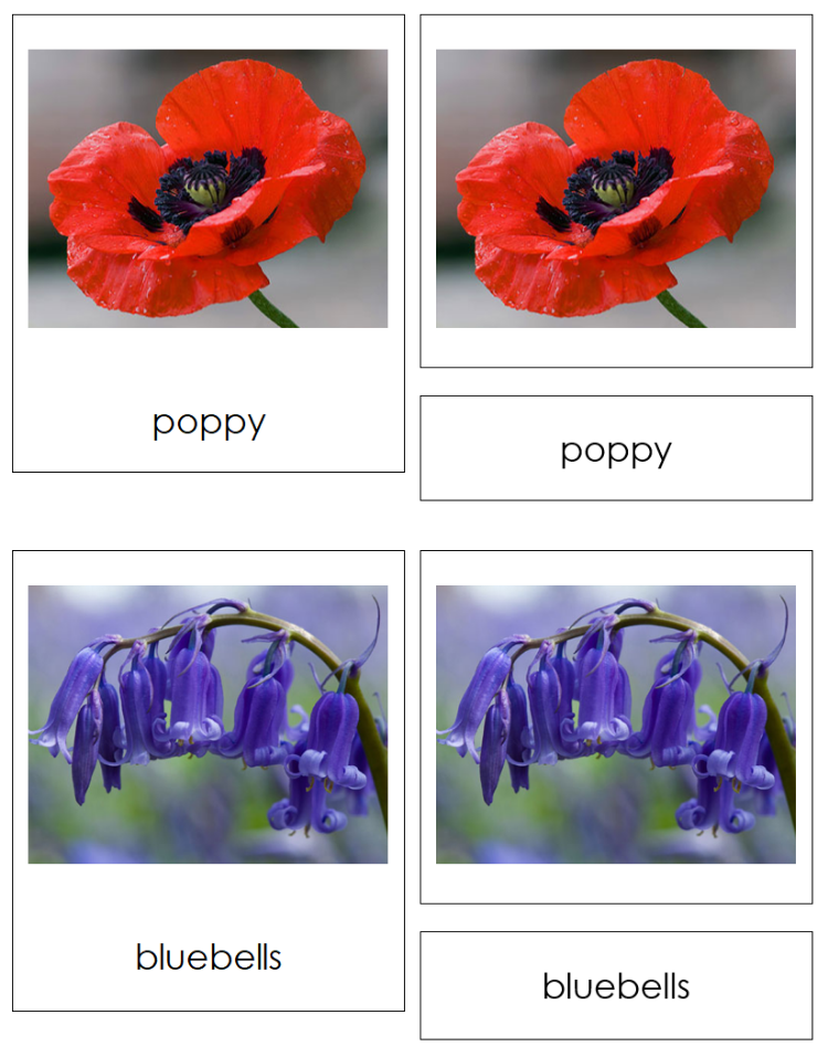 Types of Flower Shapes Sorting Cards & Control Chart - Montessori Print Shop Digital Download