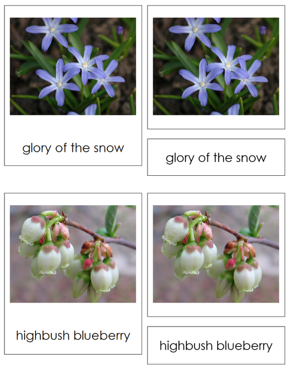 Types of Flower Shapes Sorting Cards & Control Chart - Montessori Print Shop Digital Download