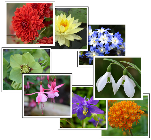 Flower Color Sorting Cards