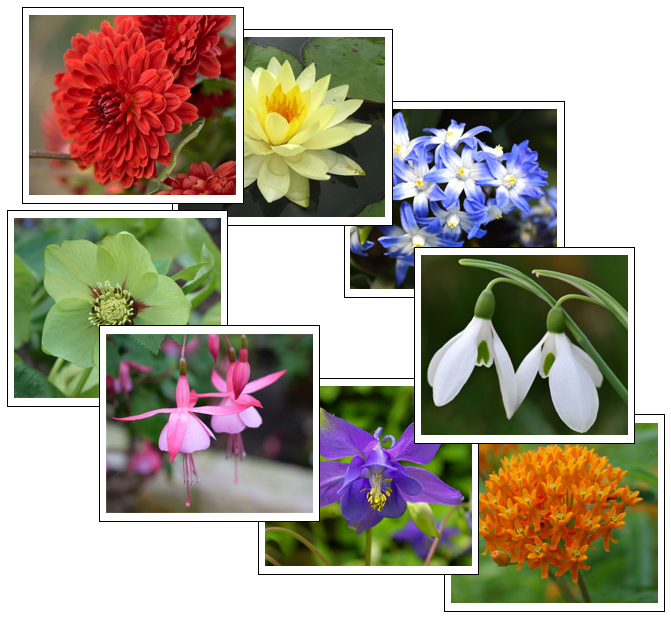 Flower Color Sorting Cards