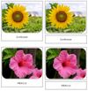 Flowers Safari Toob Cards - Montessori Print Shop