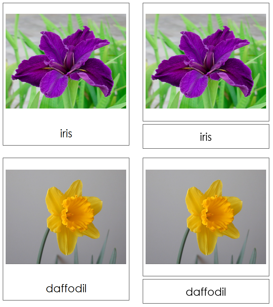 Types of Flowers 3-Part Cards (Set 1) - Montessori Print Shop Digital Download