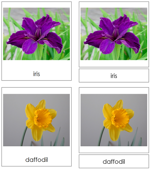 Types of Flowers 3-Part Cards (Set 1) - Montessori Print Shop Digital Download
