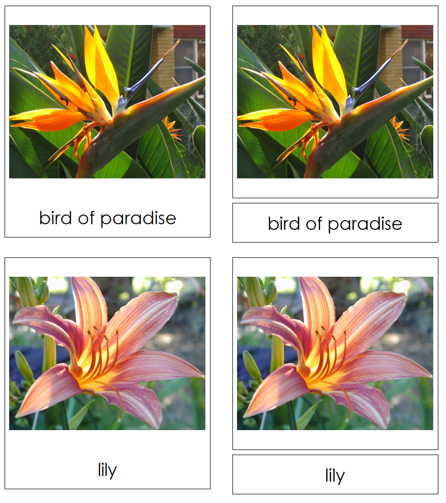 Types of Flowers 3-Part Cards (Set 2) - Montessori Print Shop Digital Download