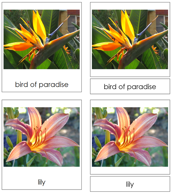 Types of Flowers 3-Part Cards (Set 2) - Montessori Print Shop Digital Download