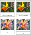 Flower 3-part cards - Montessori Print Shop