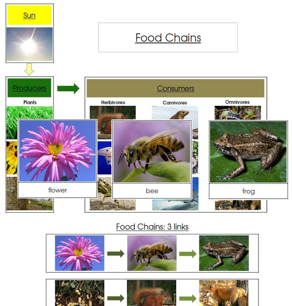 Food Chain Cards & Charts - Montessori Print Shop