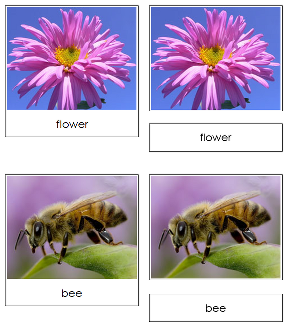 Food Chain Cards & Charts - Montessori Print Shop Digital Download