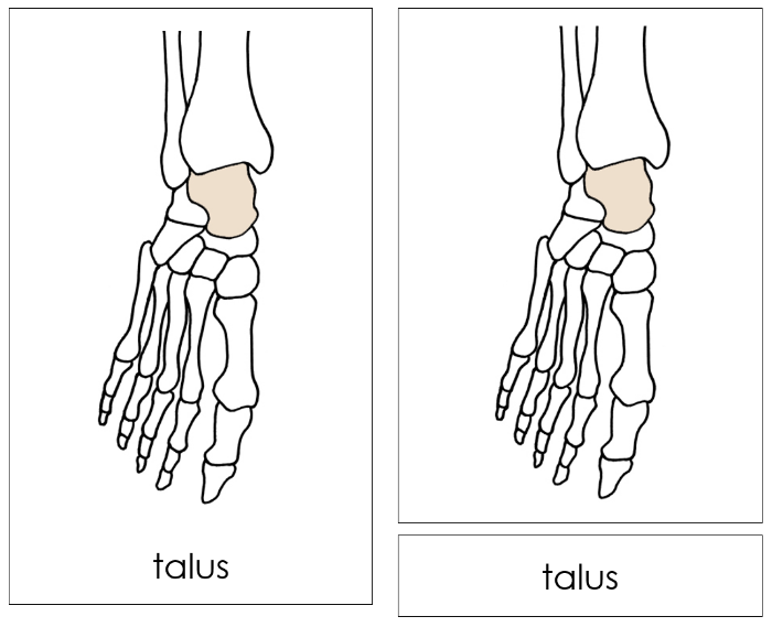 The Bones of a Foot Nomenclature Cards - Montessori Print Shop Digital Download