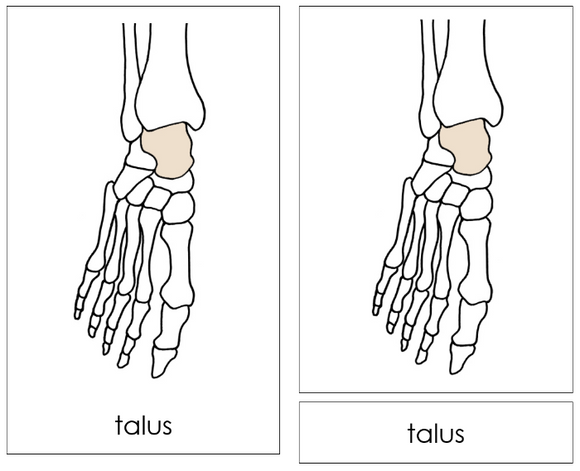Bones of a Human Foot Nomenclature Cards (red) - Montessori Print Shop Digital Download