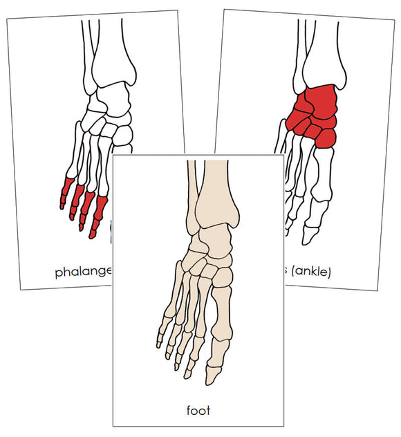 Foot Nomenclature Cards (red) - Montessori Print Shop