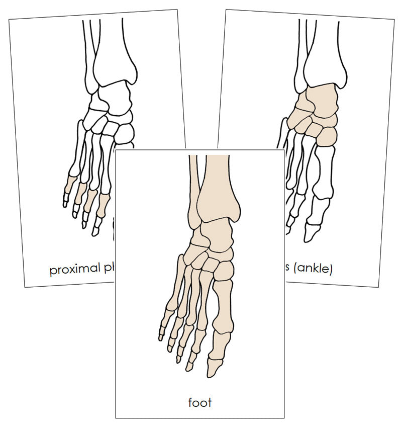 Foot Nomenclature Cards - Montessori Print Shop