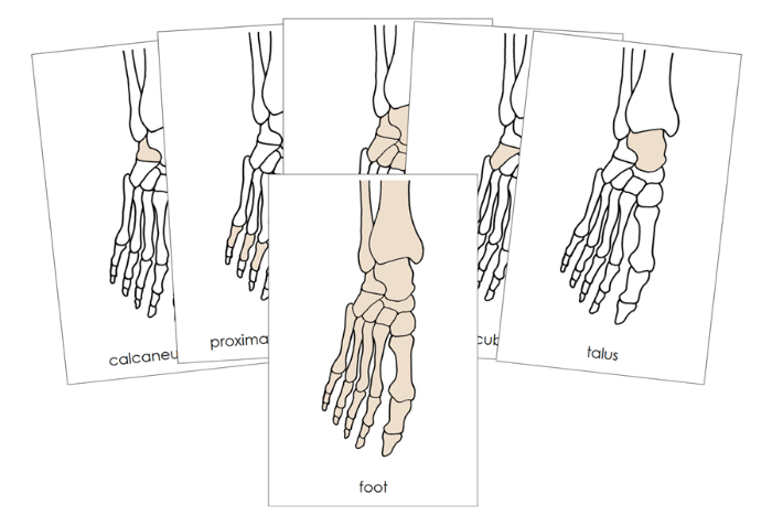 Bones of a Human Foot Nomenclature Cards (red) - Montessori Print Shop Digital Download