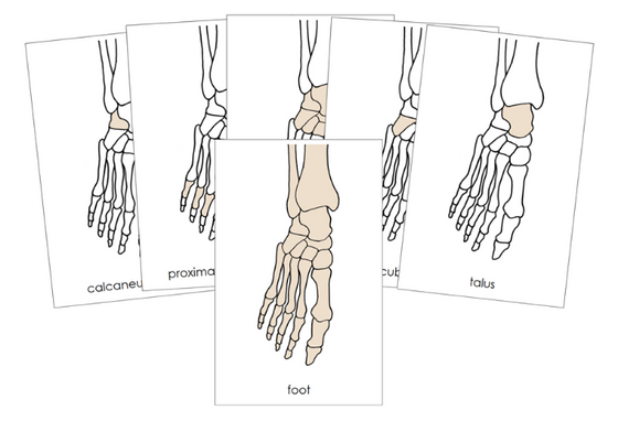 Bones of a Human Foot Nomenclature Cards (red) - Montessori Print Shop Digital Download
