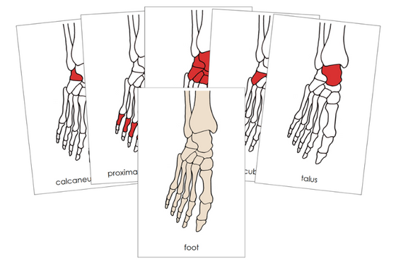 Bones of a Human Foot Nomenclature Cards (red) - Montessori Print Shop Digital Download