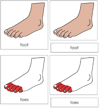 Foot Nomenclature Cards (red) - Montessori Print Shop