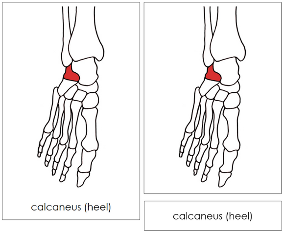 Bones of a Human Foot Nomenclature Cards (red) - Montessori Print Shop Digital Download