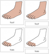 Foot Nomenclature 3-Part Cards - Montessori Print Shop