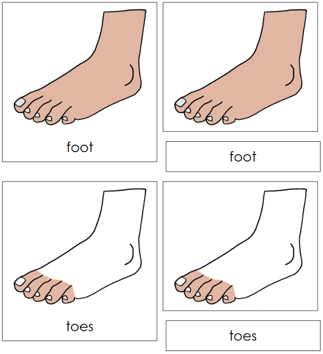 Parts of a Foot Nomenclature Cards - Montessori Print Shop Digital Download