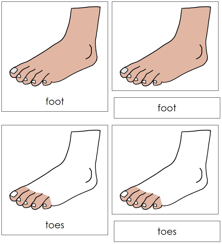 Foot Nomenclature 3-Part Cards - Montessori Print Shop