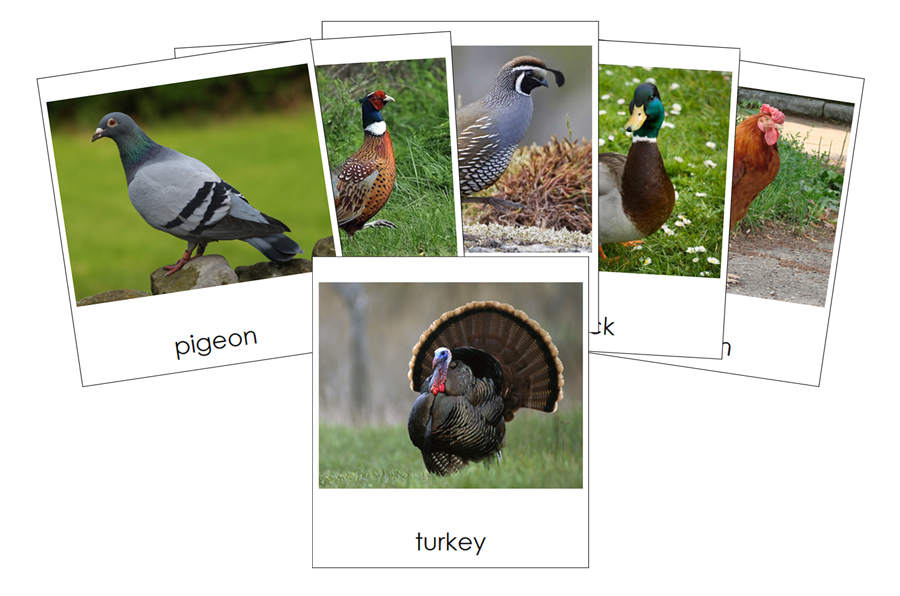 Types of Fowl 3-Part Cards - Montessori Print Shop Digital Download