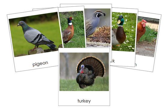 Types of Fowl 3-Part Cards - Montessori Print Shop Digital Download