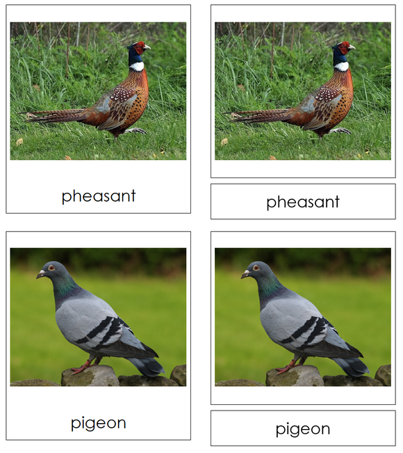 Types of Fowl 3-Part Cards - Montessori Print Shop Digital Download