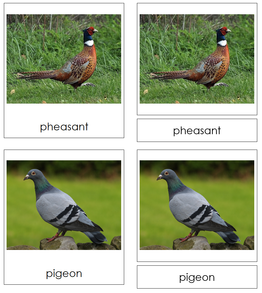 Types of Fowl 3-Part Cards - Montessori Print Shop Digital Download