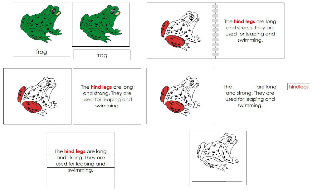 Montessori Frog Nomenclature Definition Set - Montessori Print Shop Digital Download