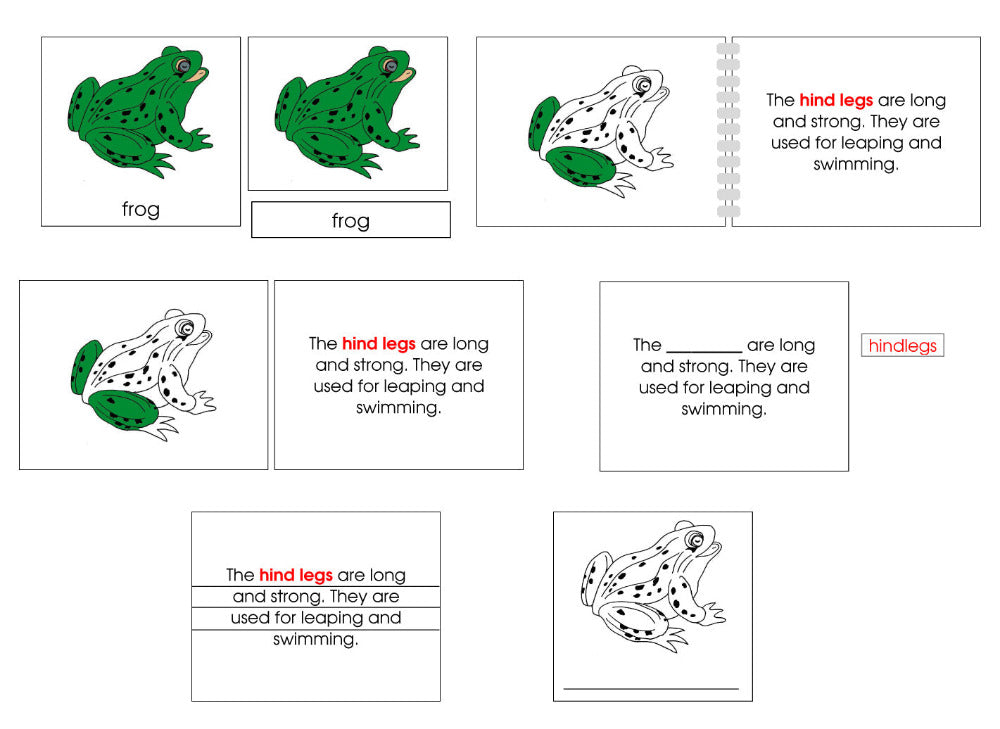 Montessori Frog Nomenclature Definition Set - Montessori Print Shop Digital Download