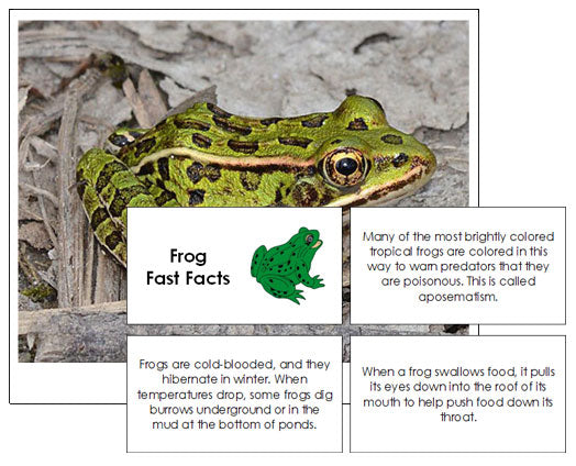 Frog Fast Fact Cards & Pictures - Montessori Print Shop