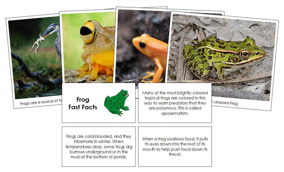 Frog Fast Fact Cards & Pictures - Montessori Print Shop