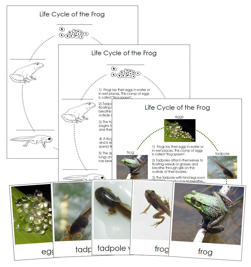Frog Life Cycle Nomenclature Cards & Charts - Montessori Print Shop Digital Download