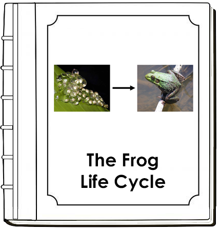 Frog Life Cycle Book - Toddler - Montessori Print Shop Digital Download